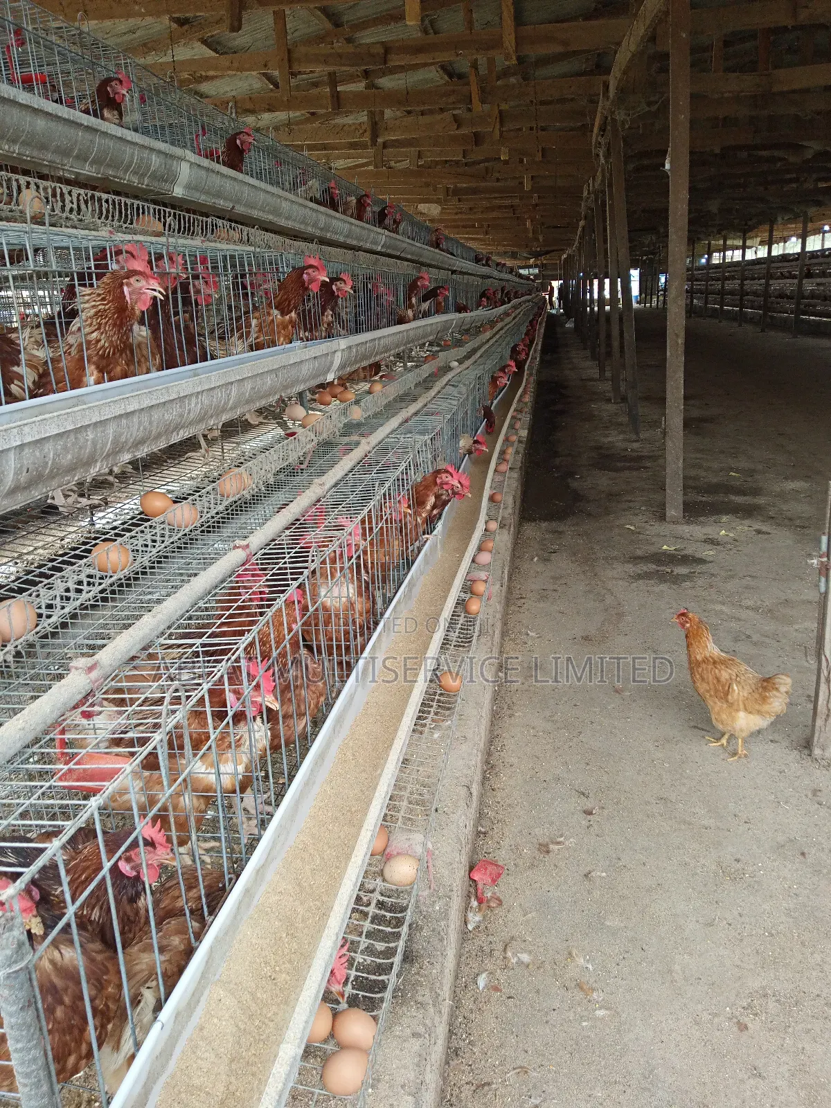 Chicken Cage