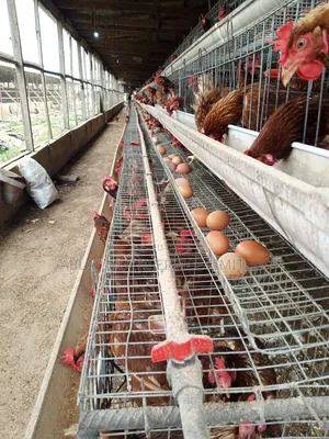 Chicken Cage