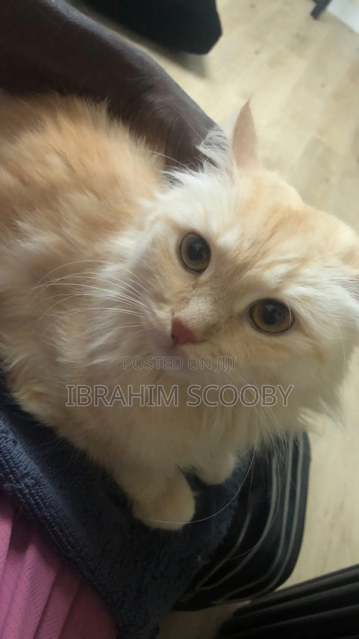Pet Grooming at Affordable Prices