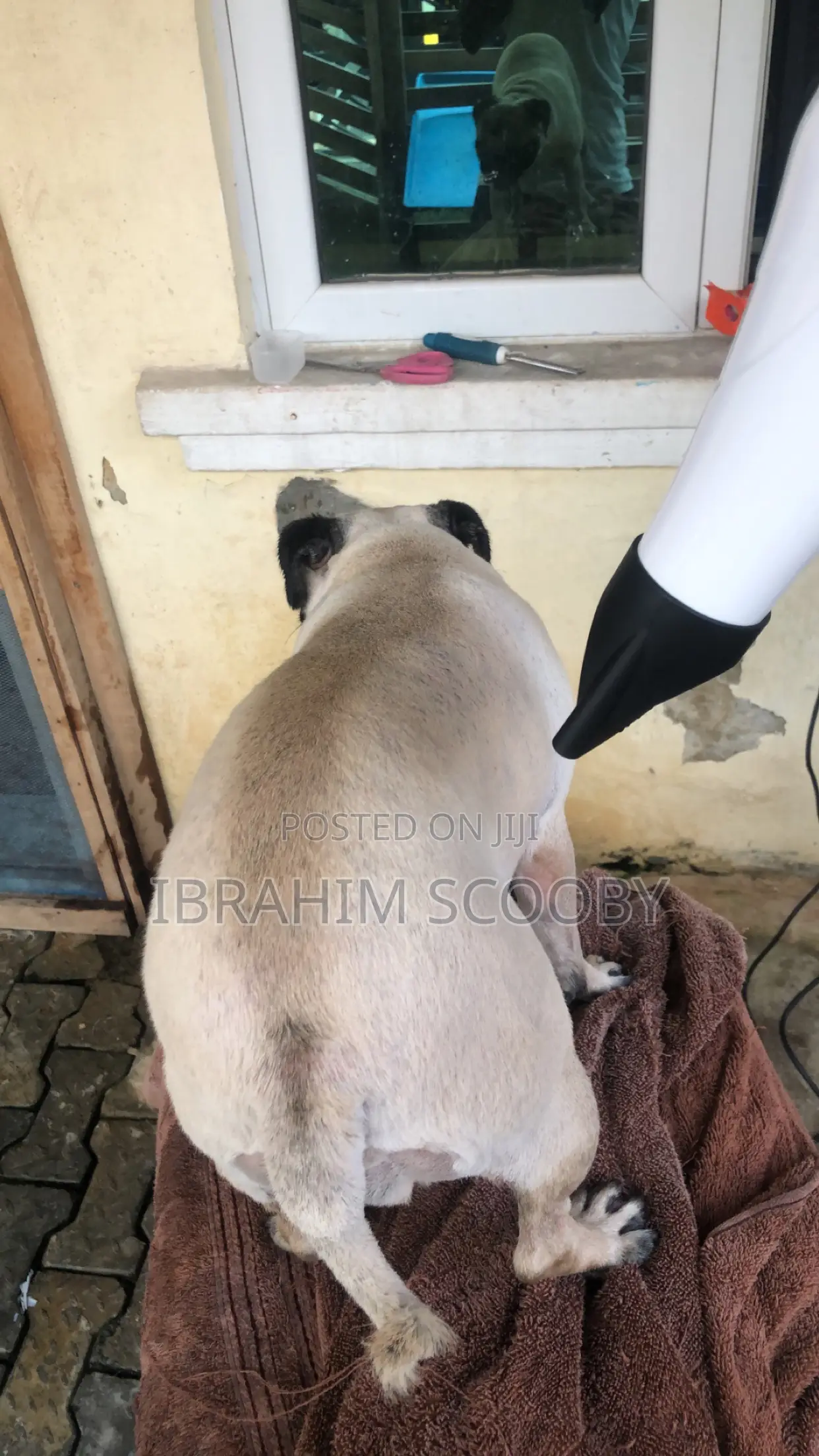 Pet Grooming at Affordable Prices