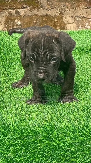1-3 months Male Purebred Cane Corso