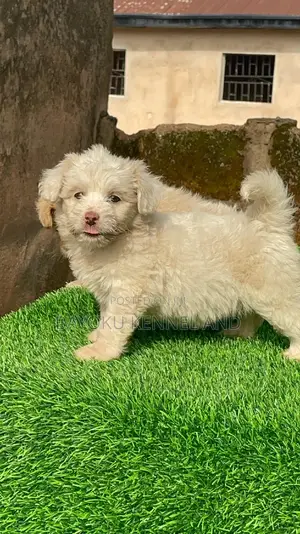 1-3 months Female Purebred Lhasa Apso