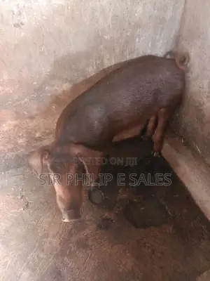 Pure Duroc Available in Osun