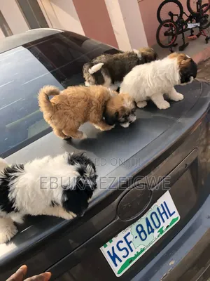 1-3 months Female Purebred Lhasa Apso