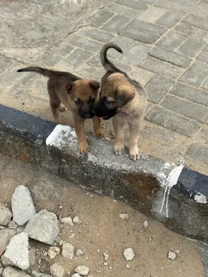 1-3 months Female Purebred German Shepherd