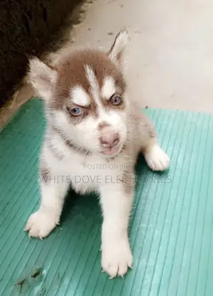 1-3 months Female Purebred Siberian Husky
