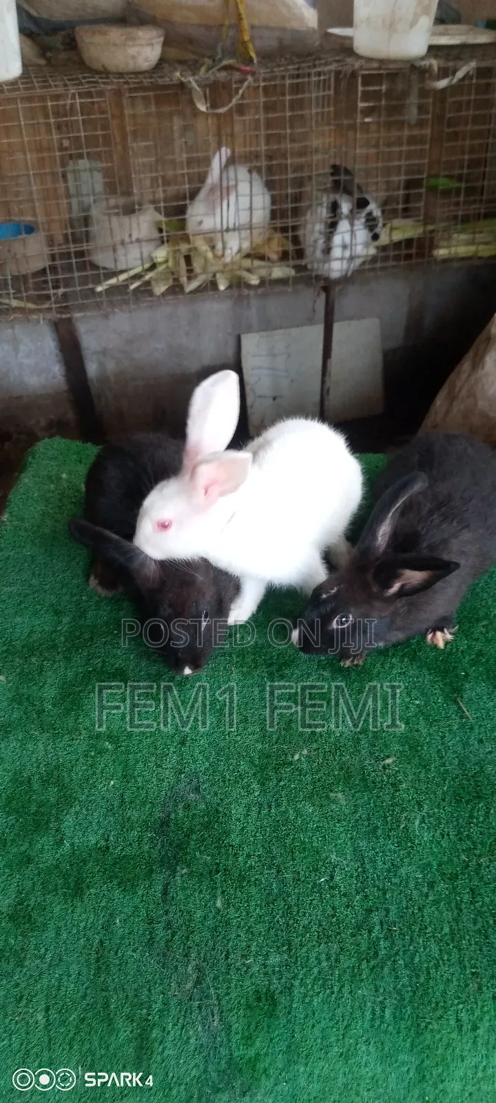 Rabbit Livestock