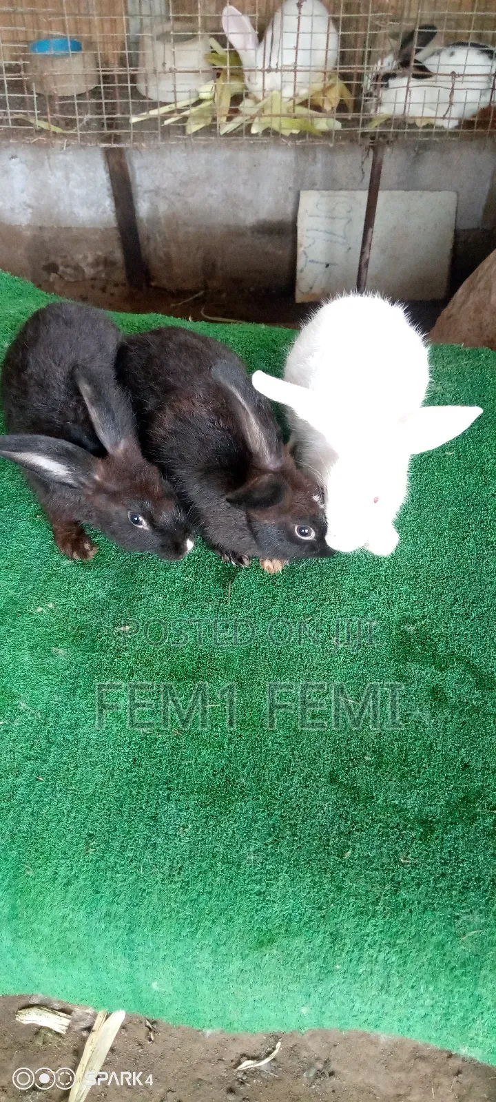 Rabbit Livestock