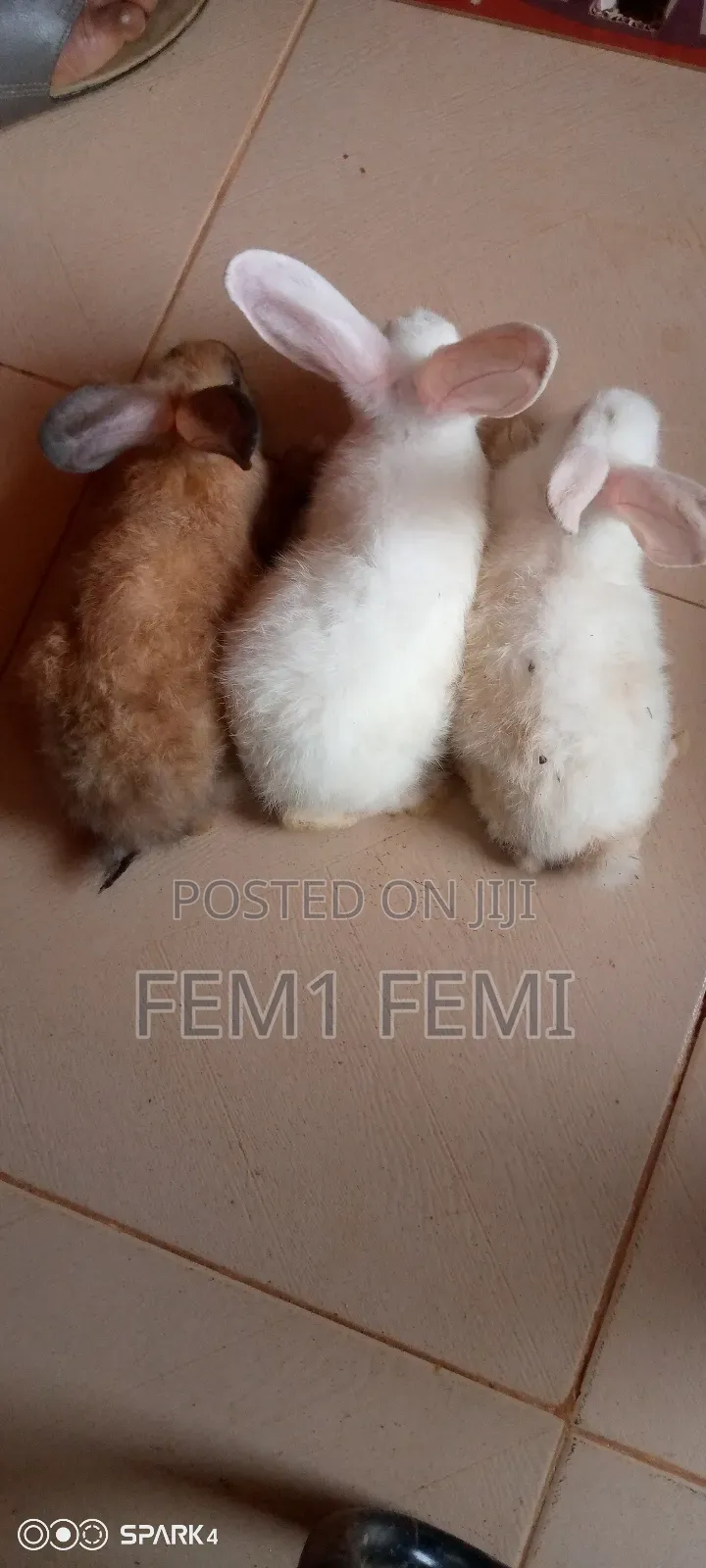 Rabbit Livestock