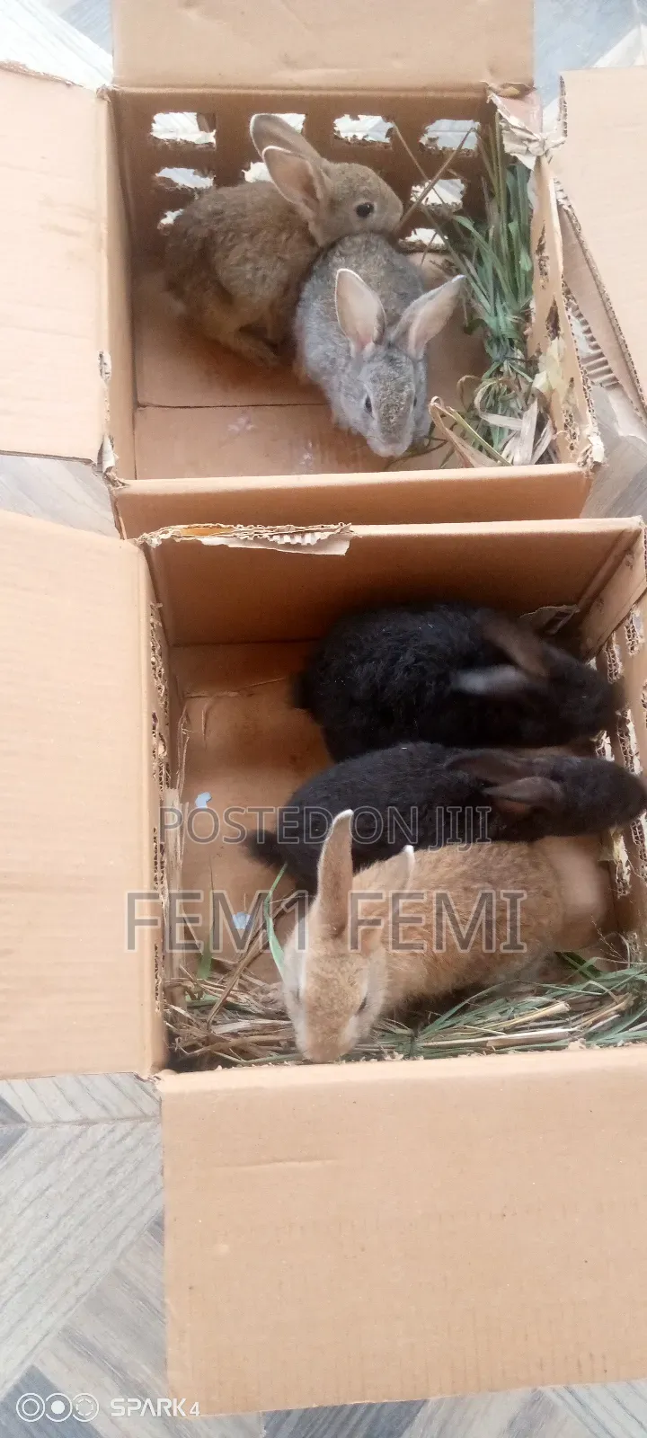 Rabbit Livestock