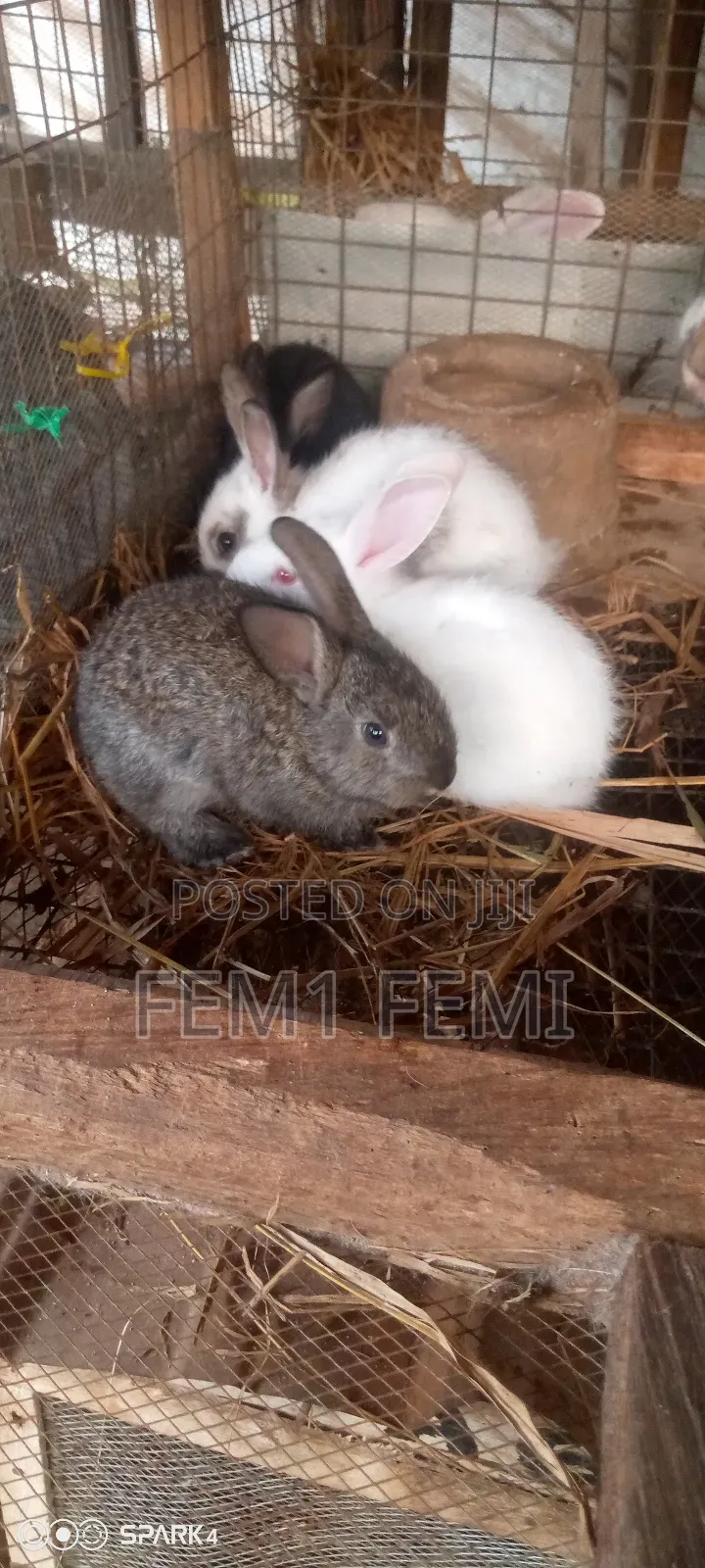 Rabbit Livestock