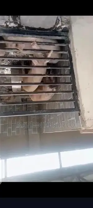 Pigs and Pig Meat