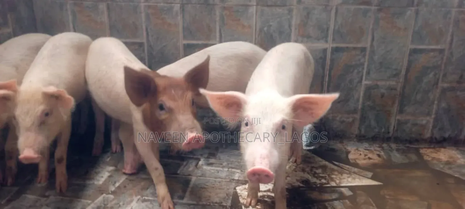 Robust Piglets