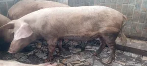 Robust Piglets