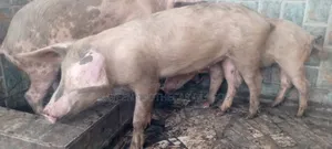 Robust Piglets