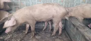 Robust Piglets