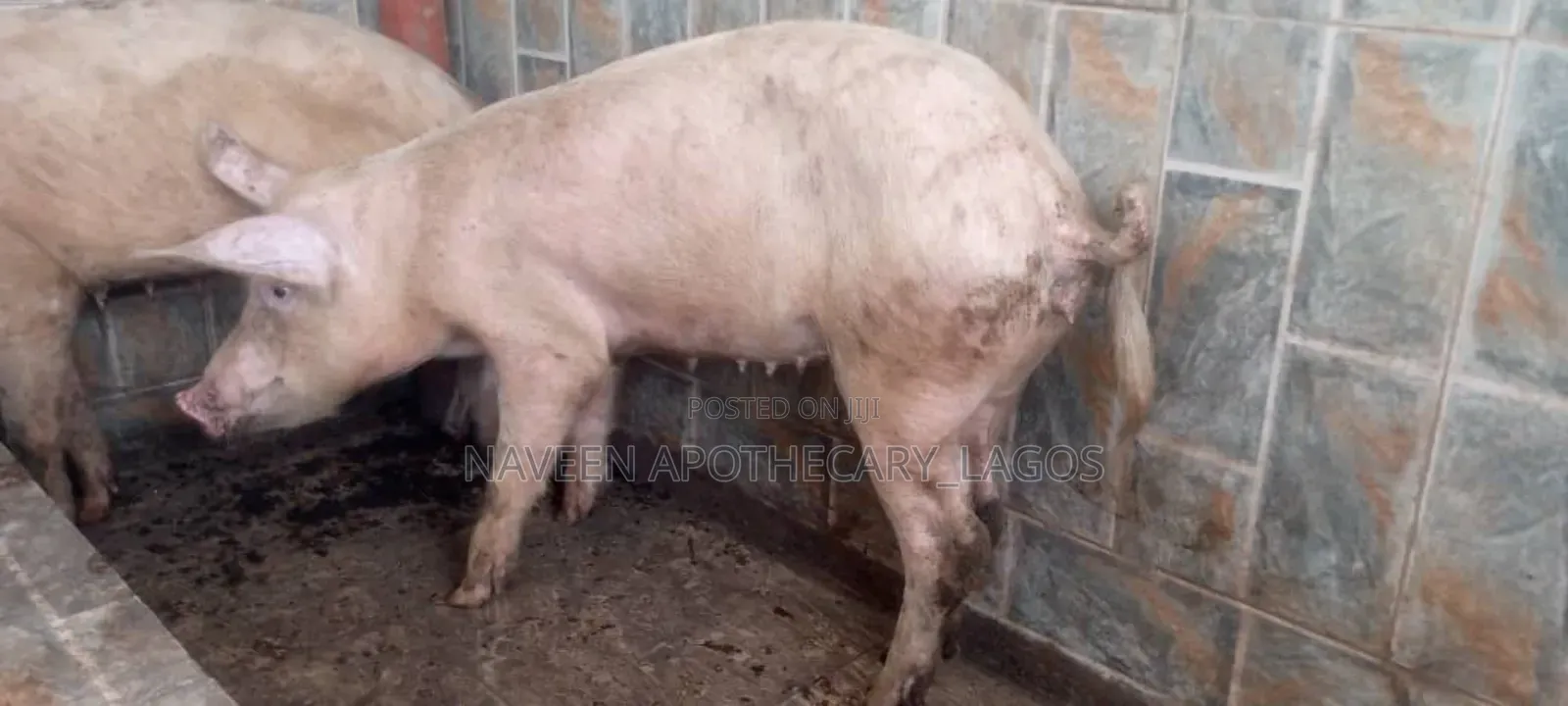Robust Piglets