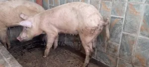 Robust Piglets
