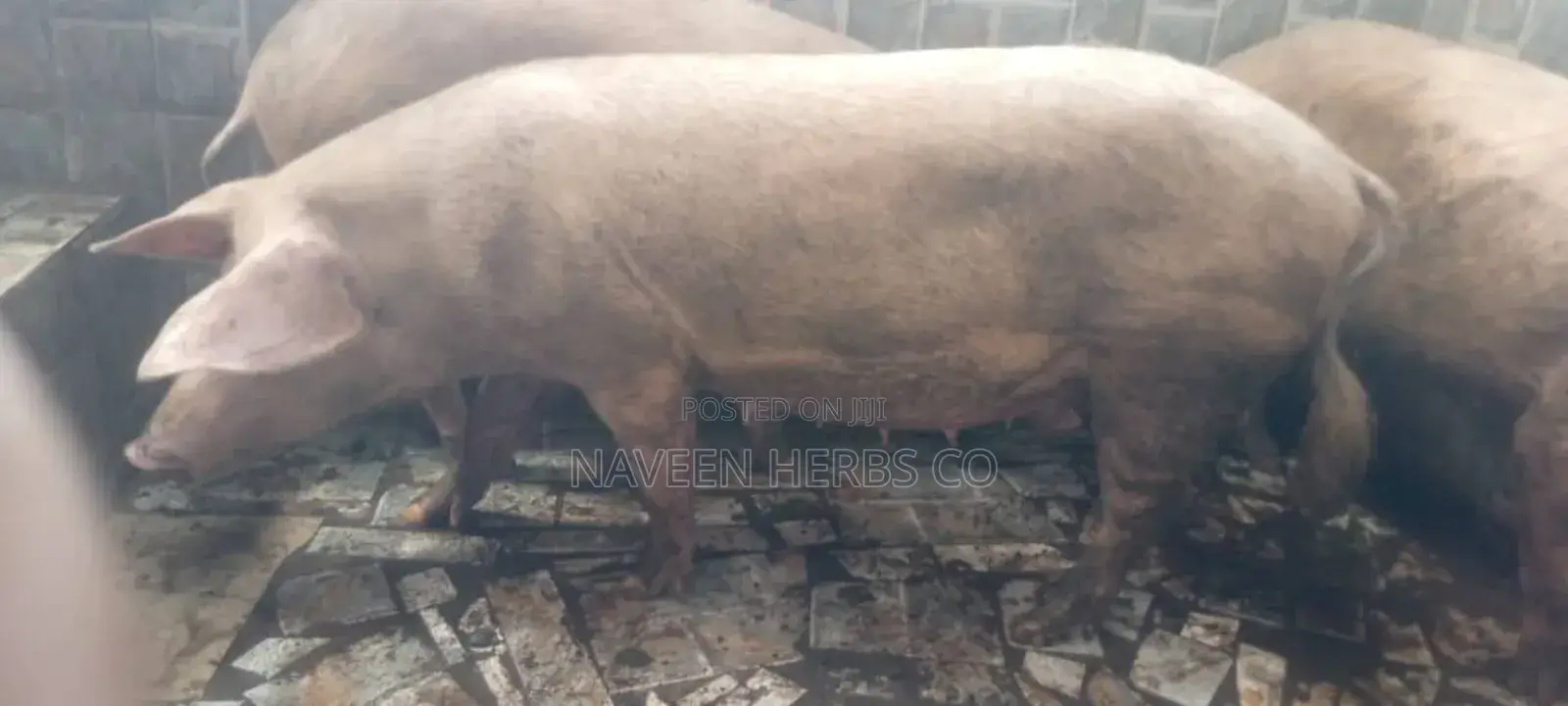 Robust Piglets