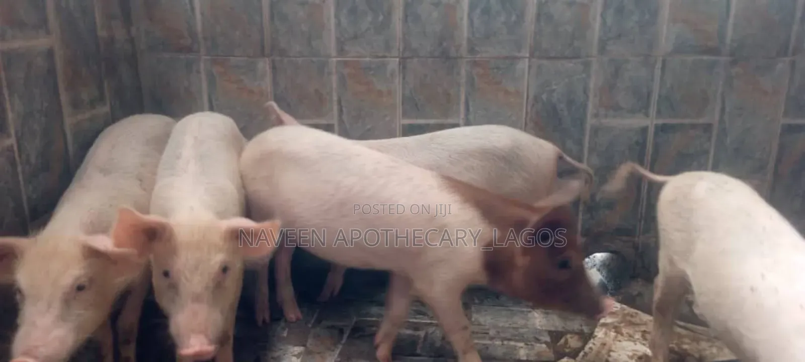 Robust Piglets