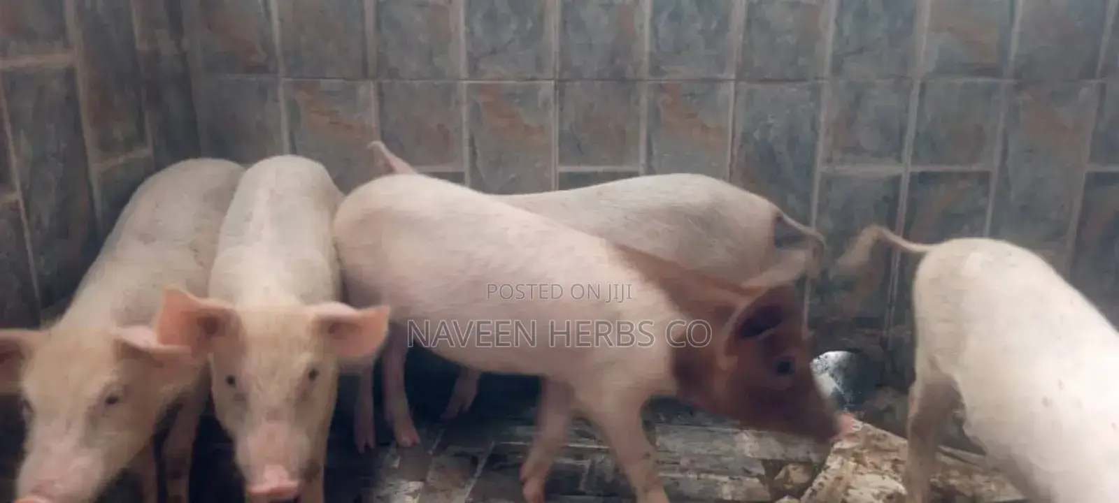 Robust Piglets