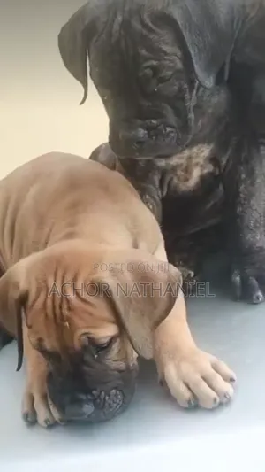 1-3 months Female Purebred Boerboel