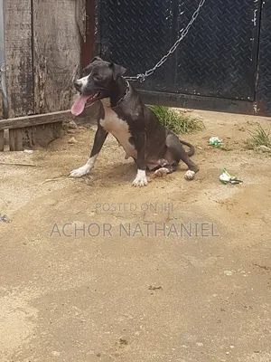 1+ year Female Purebred American Pit Bull Terrier