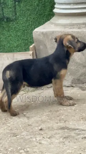 1-3 months Male Purebred German Shepherd