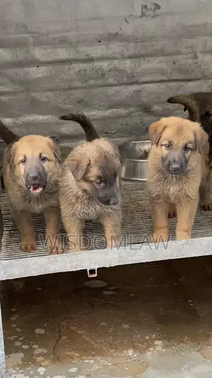 1-3 months Male Purebred German Shepherd