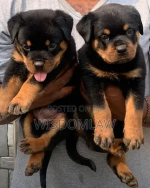 1-3 months Male Purebred Rottweiler