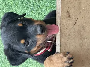 1-3 months Male Purebred Rottweiler