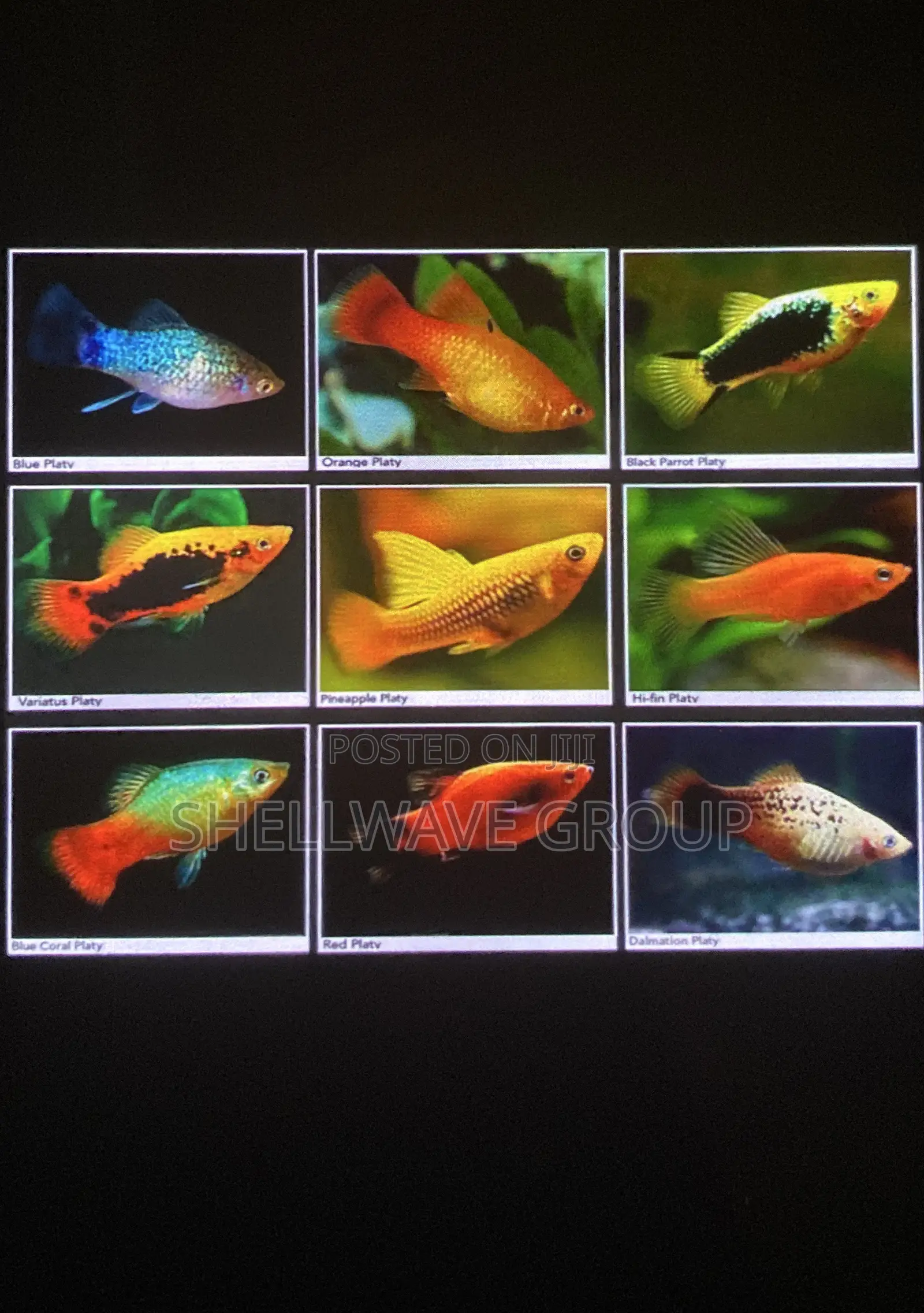 Various Platy Aquarium Fish