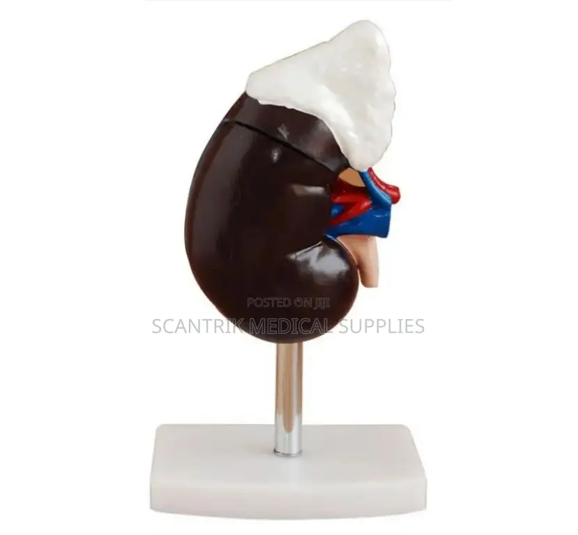 Kidney Model for Medical Student