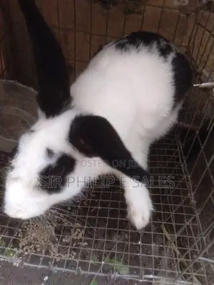 Rabbits in Abuja