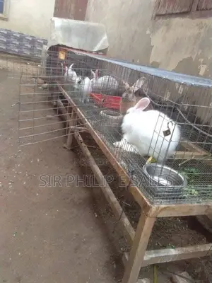 Rabbits in Abuja