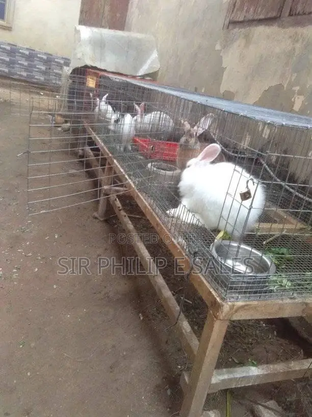Rabbits in Abuja