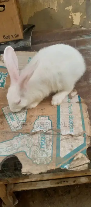 Rabbits in Abuja