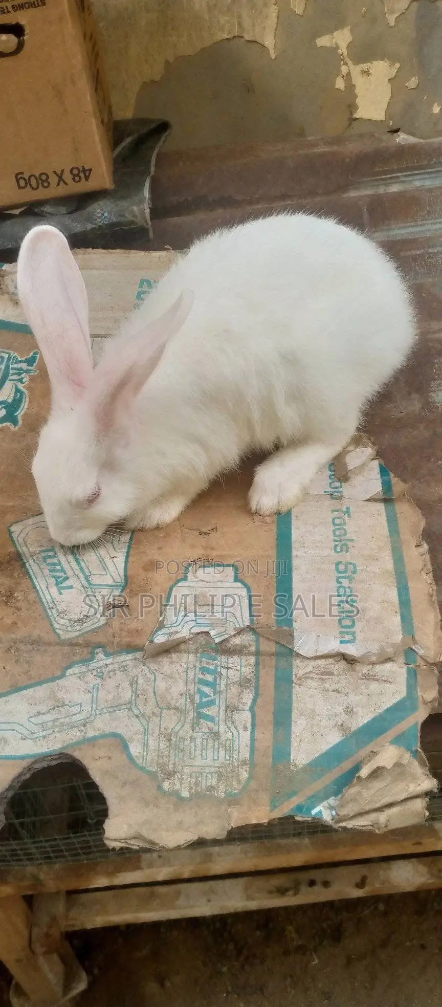 Rabbits in Abuja
