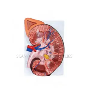 Medical Anatomical Model