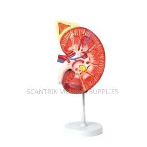 Normal.Kidney Model
