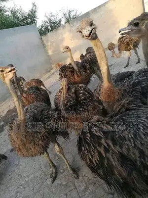 Baby Ostrich Is Available for Sale