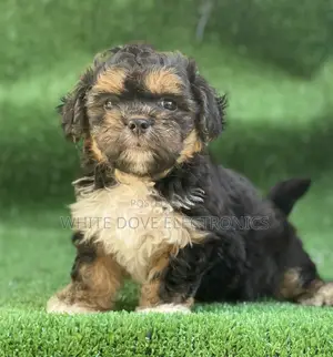 1-3 months Male Purebred Lhasa Apso