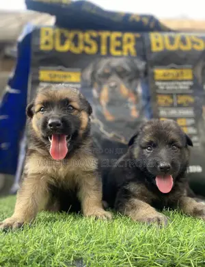 1-3 months Female Purebred German Shepherd