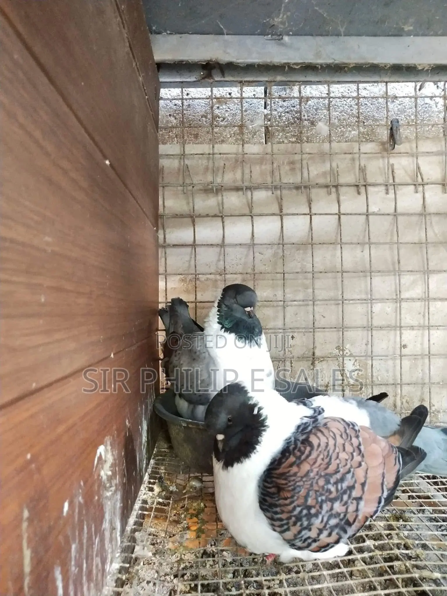 Lovely Modena Pigeons Are Available