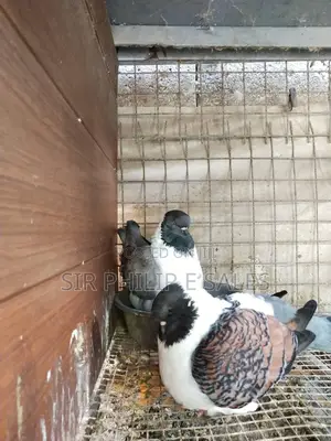 Lovely Modena Pigeons Are Available