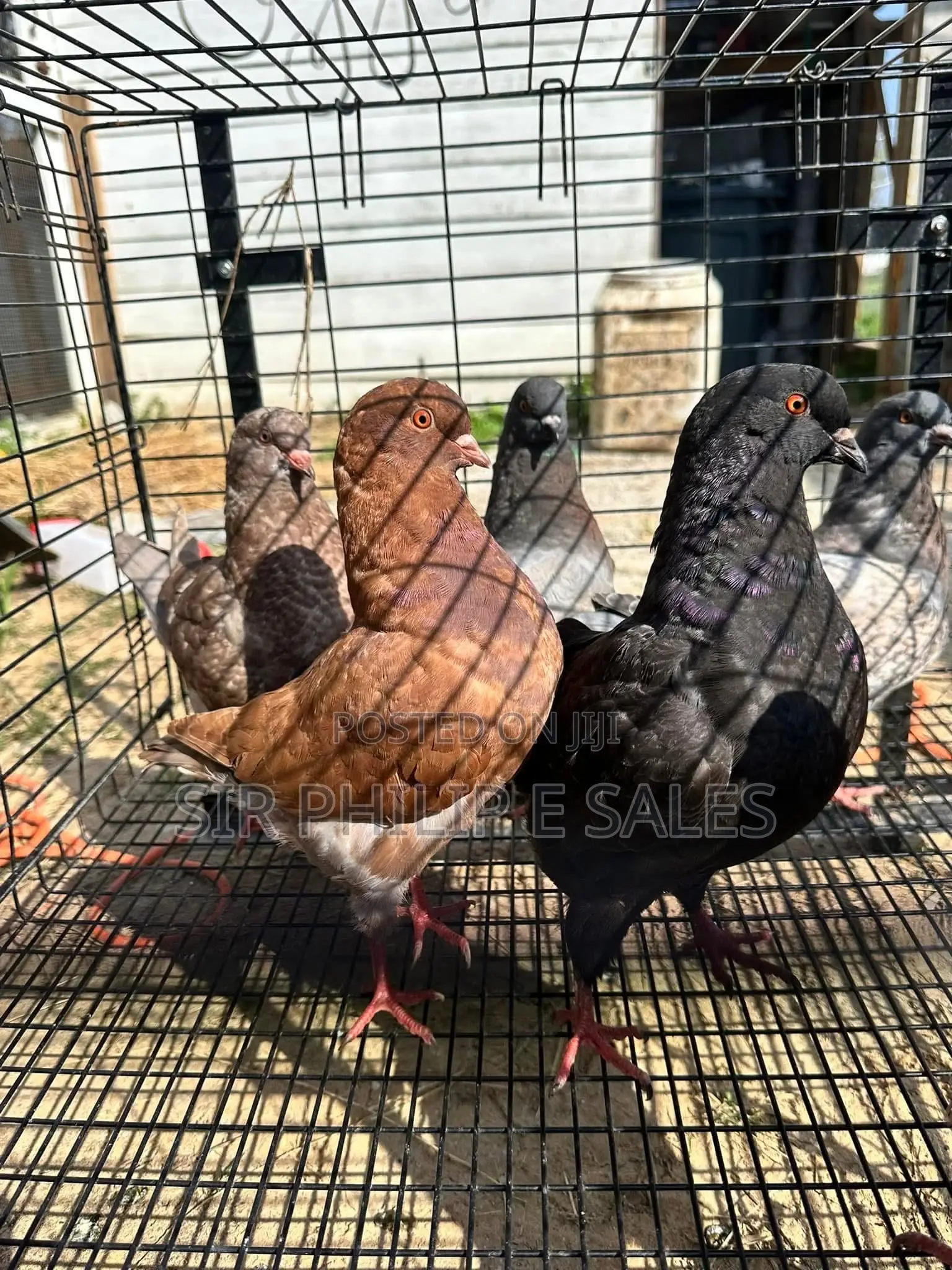 Lovely Modena Pigeons Are Available