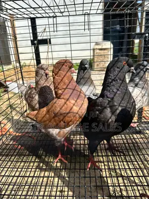 Lovely Modena Pigeons Are Available