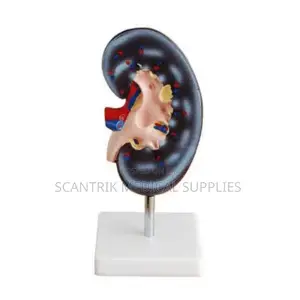 High Quality Medical Model