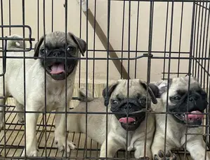 1-3 months Female Purebred Pug