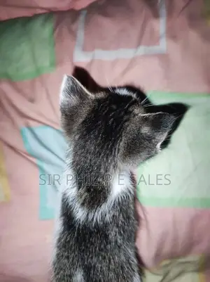 1-3 months Female Mixed Breed Cat